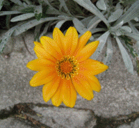 /album/galleria-foto-homepage1/fiore-8-gif/